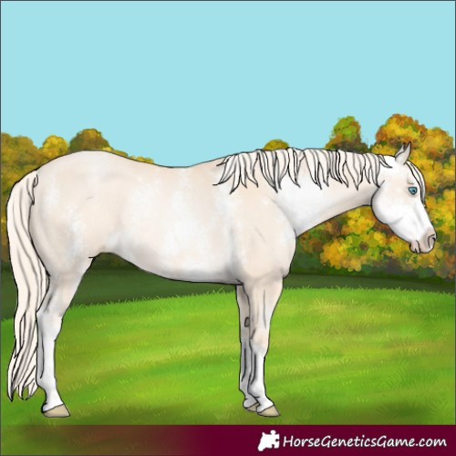 Horse Color:Gold Cream Champagne Pearl Sabino Rabicano