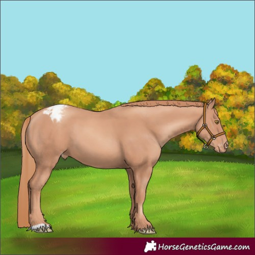 Horse Color:Gold Champagne Appaloosa 