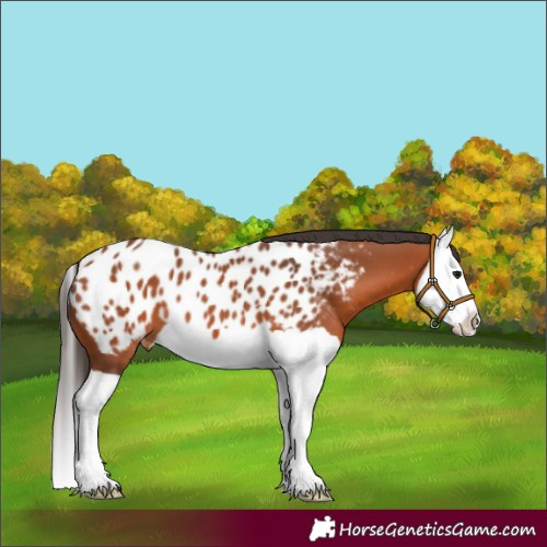 Horse Color:Bay Splash Appaloosa 