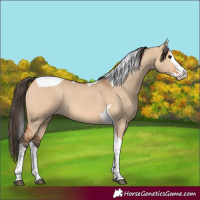 Horse Color:Bay Dun Splash Tobiano 