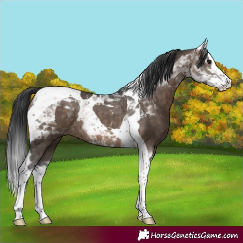 Horse Color:Brown Dun Splash Tobiano 