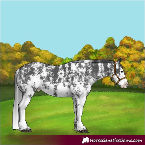 Horse Color:Black Sabino Splash 