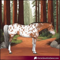 Horse Color:White Spotted Bay Near Leopard