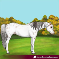 Horse Color:White Spotted Bay Frame Appaloosa 