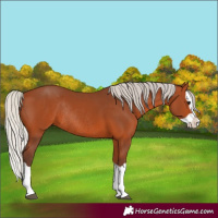 Horse Color:Silver Bay Splash Rabicano 