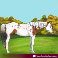 Horse Color:Bay Splash Tobiano Frame 
