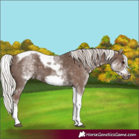 Horse Color:White Spotted Silver Black Tobiano Frame
