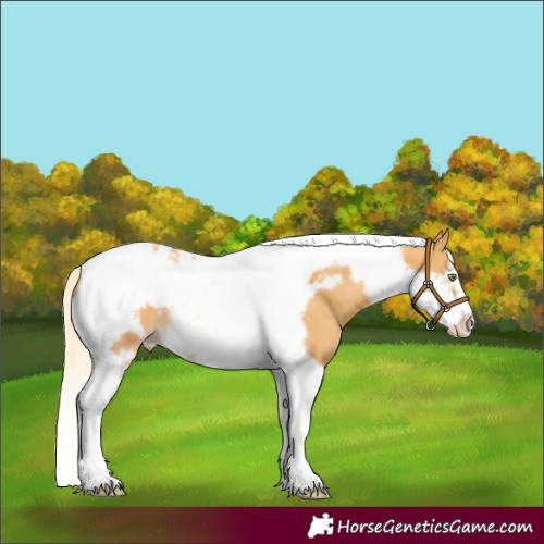 Horse Color:Gold Cream Champagne Tobiano Frame Appaloosa 