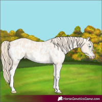 Horse Color:Perlino Sabino  and Perlino Sabino Appaloosa 