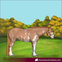 Horse Color:Chestnut Sabino