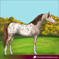 Horse Color:Red Dun Appaloosa 