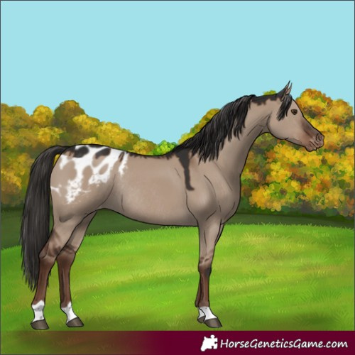 Horse Color:Liver Red Dun Appaloosa Rabicano 