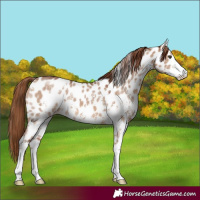 Horse Color:Red Dun Sabino Near Leopard 