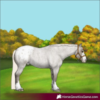 Horse Color:Silver Smoky Blue Roan Appaloosa 