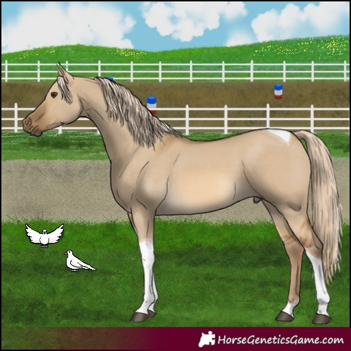 Horse Color:Chocolate Palomino Dun Tobiano 