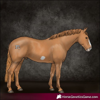 Horse Color:Chestnut Frame 