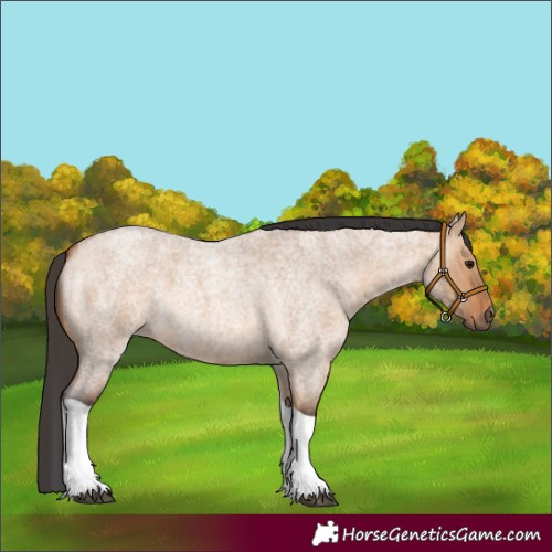 Horse Color:Bay Roan Dun Tobiano 