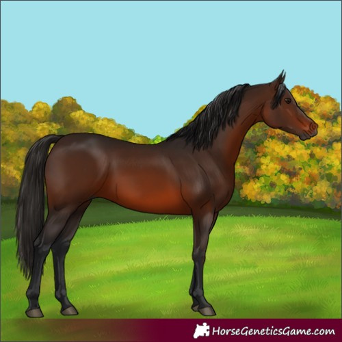 Horse Color:Gray Bay 