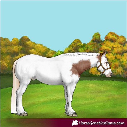 Horse Color:Chestnut Splash Tobiano Frame Snowcap 