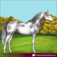 Horse Color:White Spotted Grullo Splash 