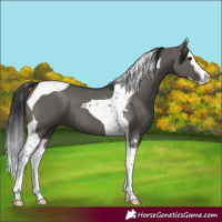 Horse Color:Grullo Splash Tobiano 