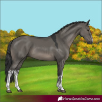 Horse Color:White Spotted Grullo
