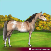 Horse Color:White Spotted Bay Dun