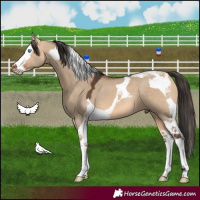 Horse Color:Bay Dun Splash Tobiano