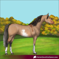 Horse Color:White Spotted Bay Dun
