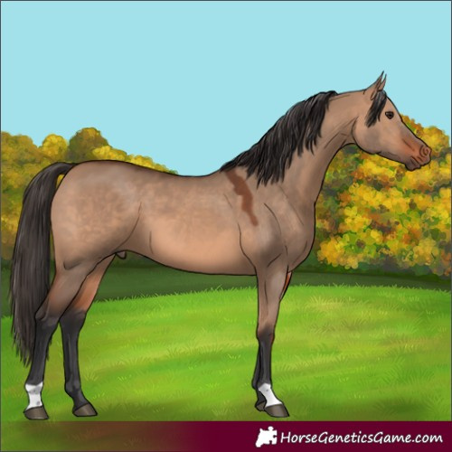 Horse Color:Bay Dun 