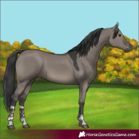 Horse Color:Grullo Tobiano