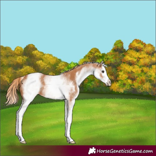Horse Color:Unknown 