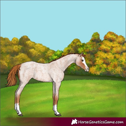 Horse Color:Unknown 