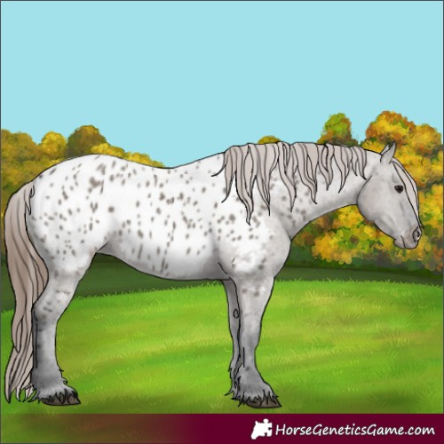 Horse Color:Grullo Appaloosa 