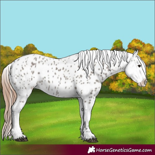 Horse Color:Grullo Appaloosa 