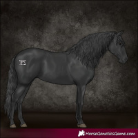 Horse Color:Black 