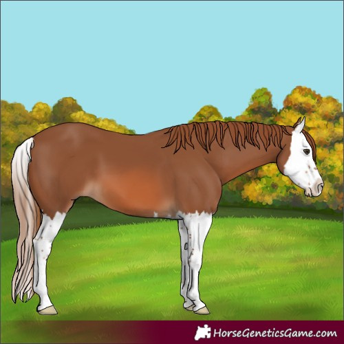 Horse Color:Chestnut Splash 