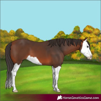 Horse Color:Bay Splash 