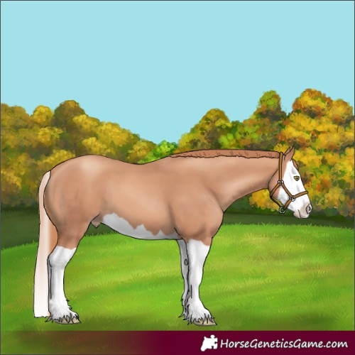 Horse Color:Gold Champagne Splash 