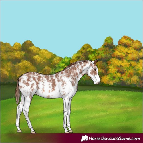Horse Color:Chestnut Sabino 