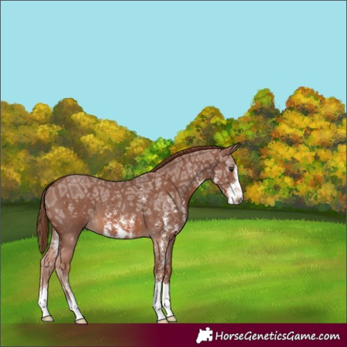 Horse Color:Chestnut Ice Sabino 