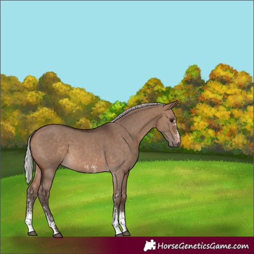 Horse Color:Silver Brown Dun Sabino 
