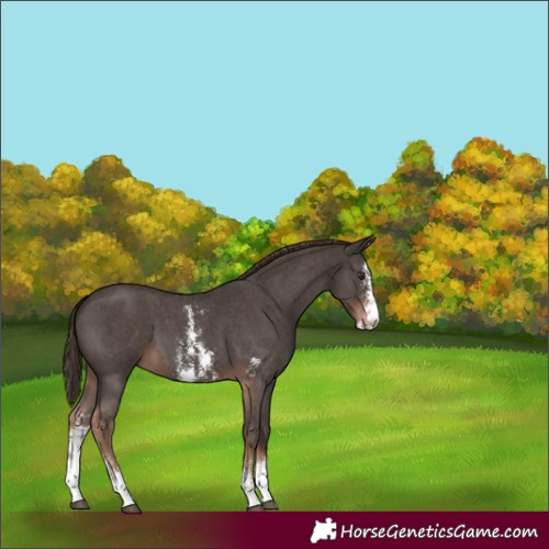Horse Color:Liver Chestnut Sabino 