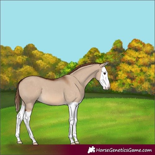 Horse Color:Red Dun Splash 