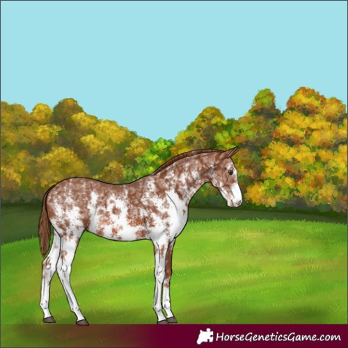 Horse Color:Chestnut Ice Sabino 