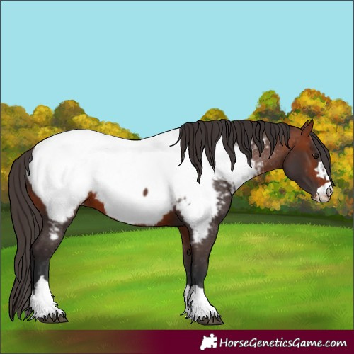 Horse Color:Bay Near Fewspot 
