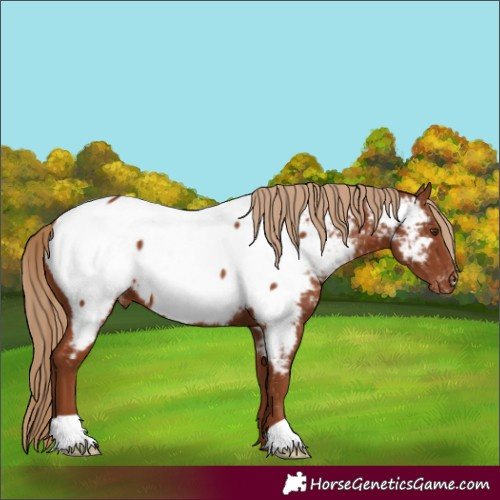 Horse Color:Chestnut Near Fewspot