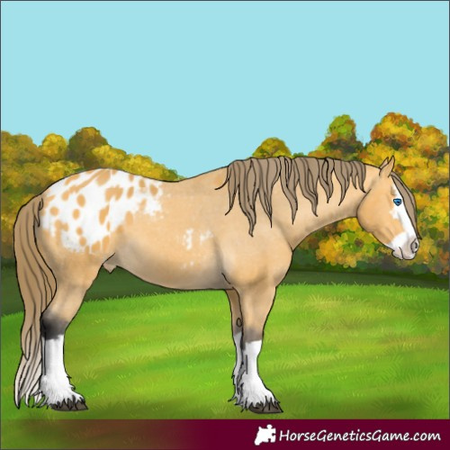 Horse Color:Buckskin Splash Blanket