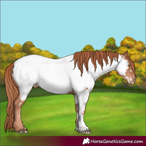 Horse Color:Gold Champagne Near Fewspot 