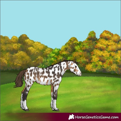Horse Color:Buckskin Splash Near Leopard 